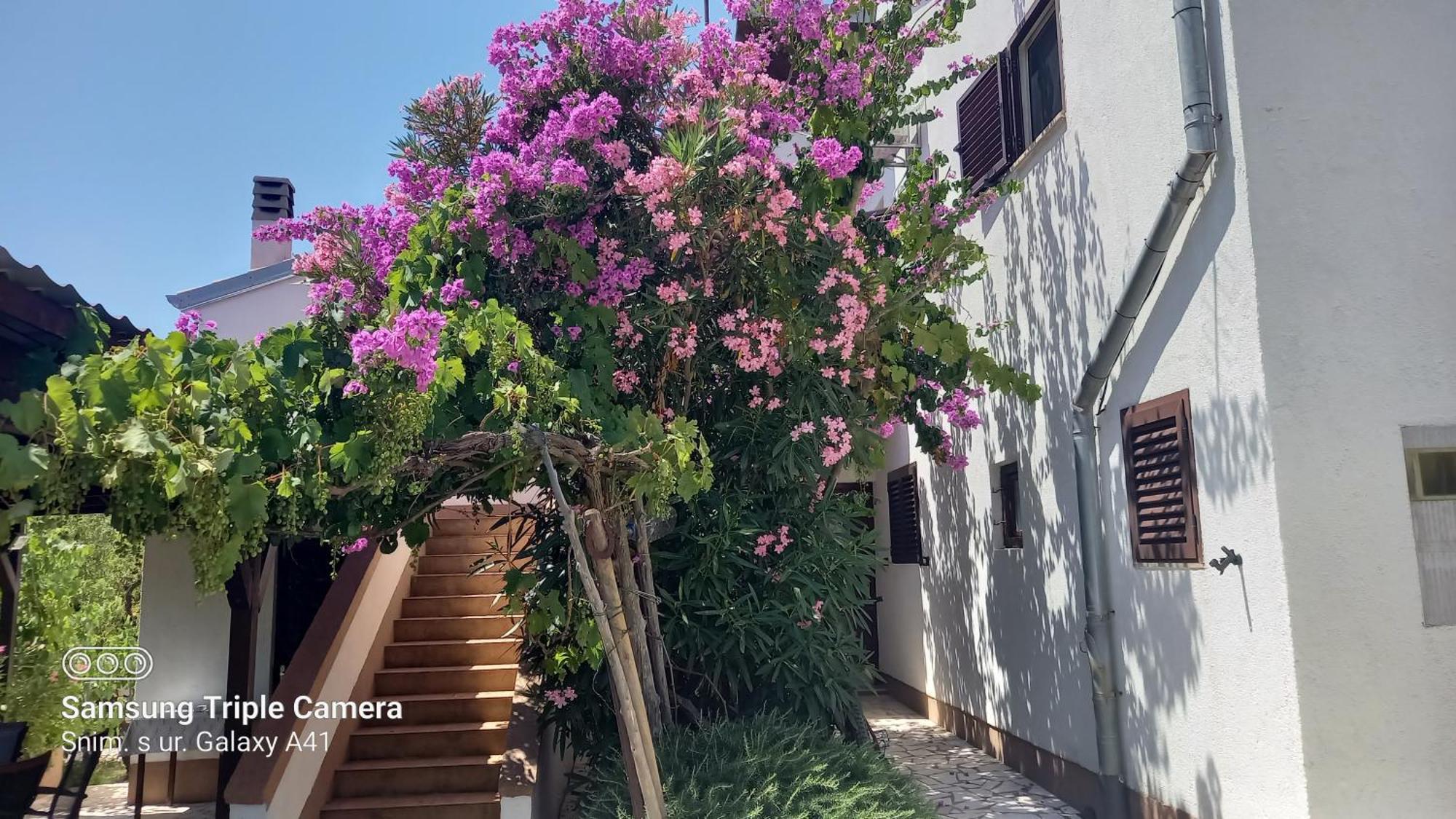 Eco Secluded Apartments Zabodarski Cunski Exterior photo